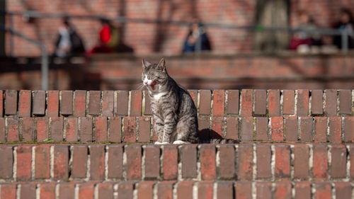 gähnende Katze