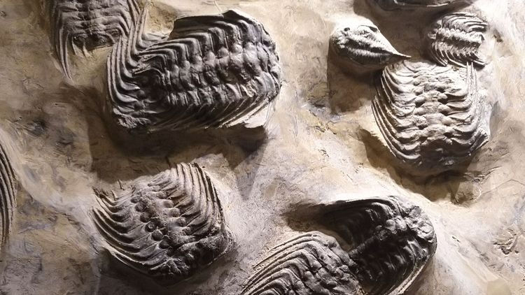 Picture of several trilobite fossils which have long spines at their sides.