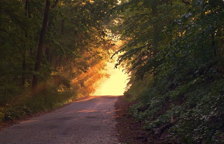 Showing a road through the forest with rays of sunlight.