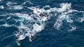 Photo of the sea from above. Below the surface, a small group of fin whales can be seen churning up the water.