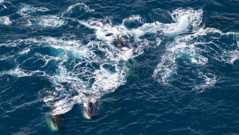 Foto des Meers von oben. Unter der Wasseroberfläche ist eine kleine Gruppe von Finnwalen zu sehen, die das Wasser aufwühlen.