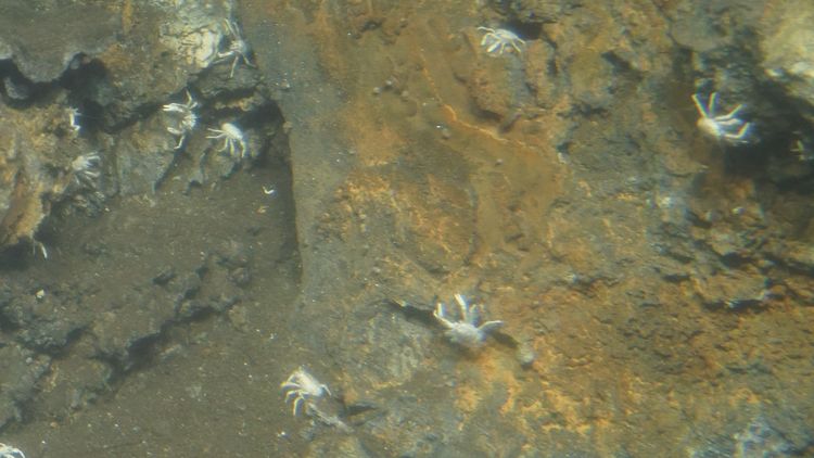 About eight crabs can be seen, crawling around on the wall of a vent. 