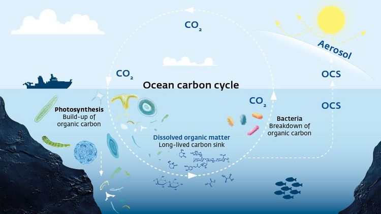 A graphic of the marine carbon cycle.