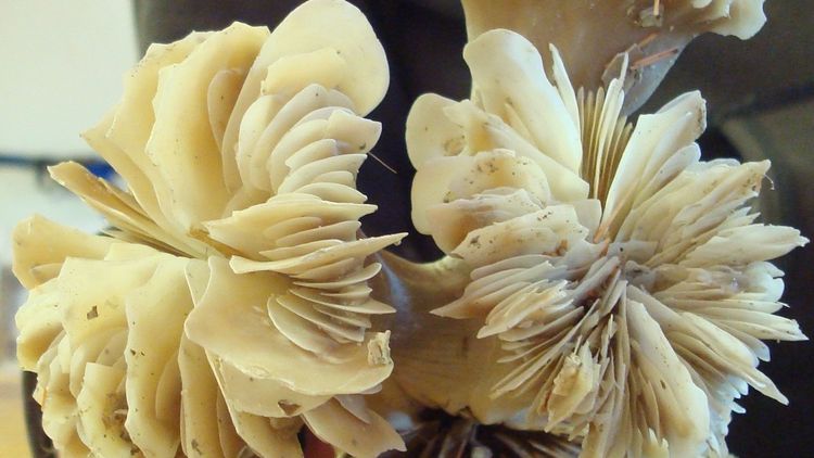 Two coral skeletons are shown, they have a conical stalk and look a bit like a flower at the top. 