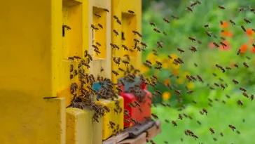 Drei gelbe Bienenstöcke, sehr viele Bienen umschwärmen die Fluglöcher, im Hintergrund ist ein Garten 