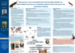 Black Soldier Fly