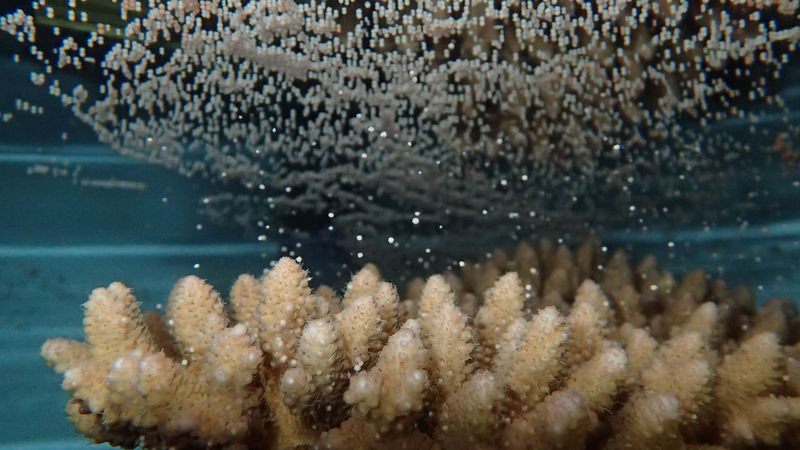 Das Bild zeigt eine laichende Steinkoralle. Tausende kleine Eier schweben über den Korallen im Wasser.
