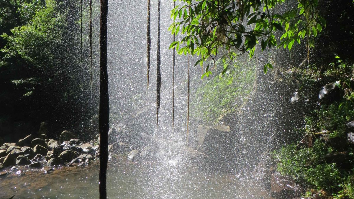 A waterfall surrounded by lush vegetation. Water cascades down and is penetrated by sunlight.