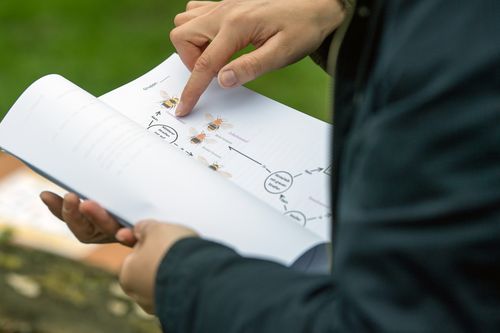 An identification key helps pupils to identify the different species of bumblebee. Various bumblebee species are illustrated on a worksheet, which can be differentiated on the basis of certain characteristics.