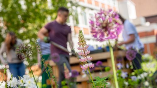 Some flowers in the foreground, students with gardening tools in the background, a raised bed and the university building behind.