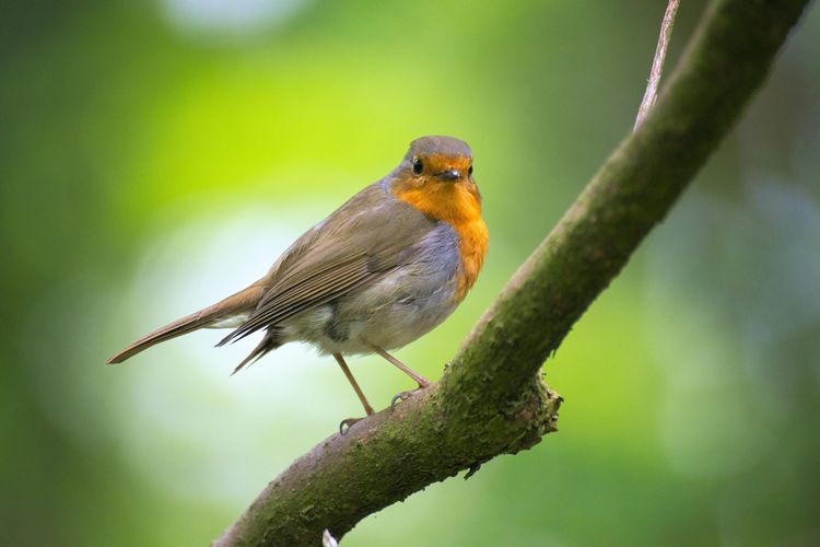 The photo shows a robin standing on a branch. It is looking towards the camera. The green background is blurred.