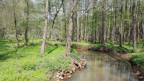 A river meanders through a light forest.