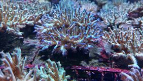 The picture shows a stony coral of the Acropora tenius type. It is light blue in colour, the ends of its polyps are dark blue or purple.