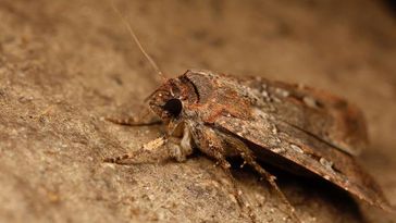 Close-up of a Bogong moth: A relatively large moth with closed wings sitting on a rock.