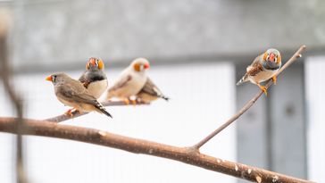 Four zebra finches are sitting on a branch in an aviary, looking in different directions.