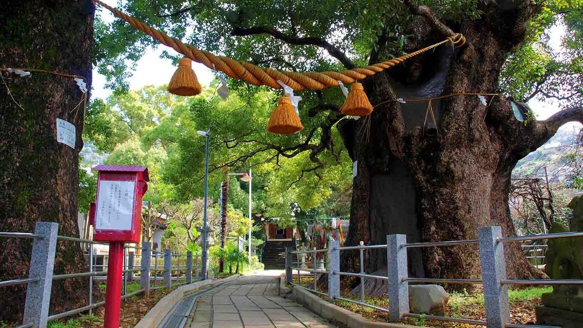 Ein großer Baum im Tohoku Park, geschmückt mit Seilen und Shide (rituellen Papierstreifen).