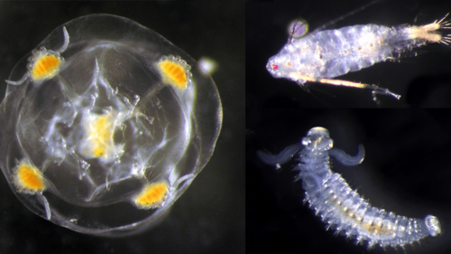A collage of three microscopic images of the creatures. The hydromedusa is a gelatinous, translucent mass, the copepod looks like a silverfish and the bristle worm has an abdomen like a caterpillar and a head with larger, sickle-shaped antennae.