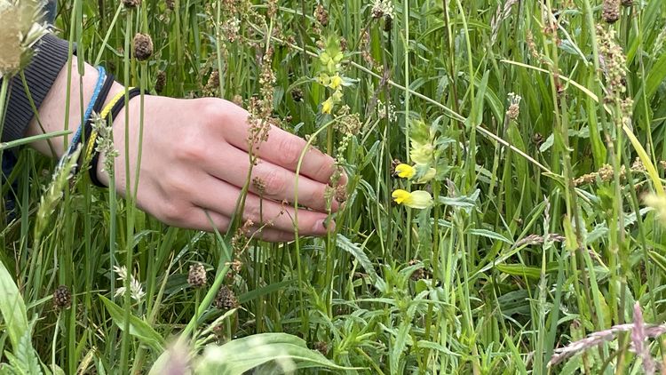 Close-up of a hand, left in picture. The hand grasps the stem of a large rattle pot (centre of picture) which is located between meadow grasses and other herbs. Another rattle pot specimen can be seen in the foreground.