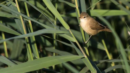   A small brown bird IS sitting among the reeds.