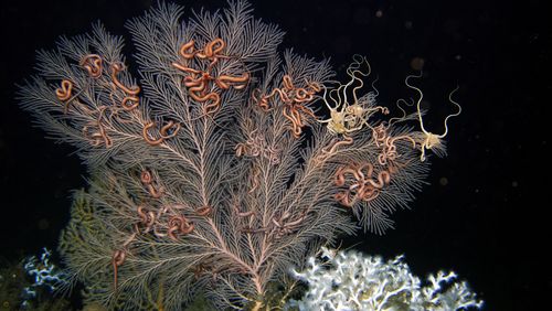 A white-greyish coloured deep-sea coral Callogorgia delta, on which brittle stars have settled. These are brownish in colour. The picture was taken under water. Other corals can be seen in the foreground.