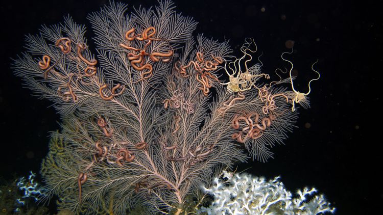 A white-greyish coloured deep-sea coral Callogorgia delta, on which brittle stars have settled. These are brownish in colour. The picture was taken under water. Other corals can be seen in the foreground.