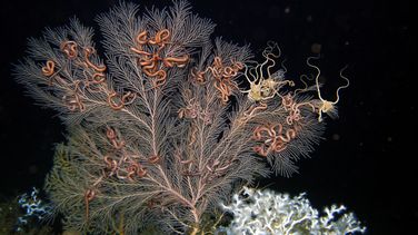 Eine weiß-gräulich gefärbte Tiefseekoralle Callogorgia delta, auf der sich Schlangensterne niedergelassen haben. Diese sind bräunlich gefärbt. Das Bild wurde unter Wasser aufgenommen. Im Vordergrund sind andere Korallen zu erkennen.