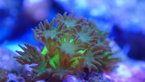 Acropora coral