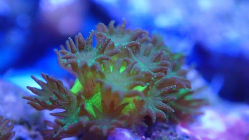 Acropora-Koralle