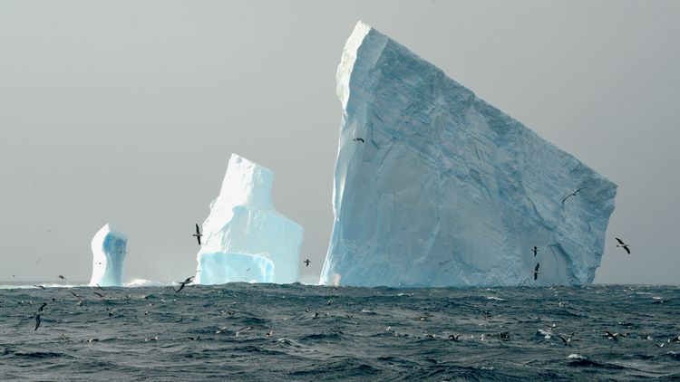 Photo of three icebergs, on the left a small elongated one, in the middle a larger, stepped one and on the right a large, cuboid one. The sky is grey, the sea in the foreground is agitated, the waves carry whitecaps. Birds fly over the water. In front of the larger iceberg, the blow of a fin whale can be seen in the distance. 
