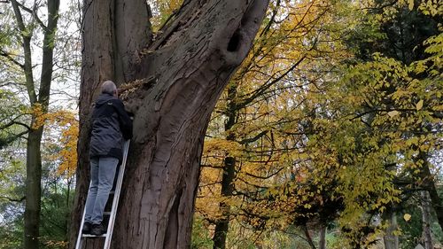 Klaus Reis stands on a ladder leaning against the silver maple.
