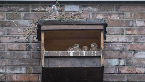 Großaufnahme des Nistkastens, drei junge Falken sitzen eng zusammen in der rechten Ecke, auf dem Dach die Taube in ihrem Nest.