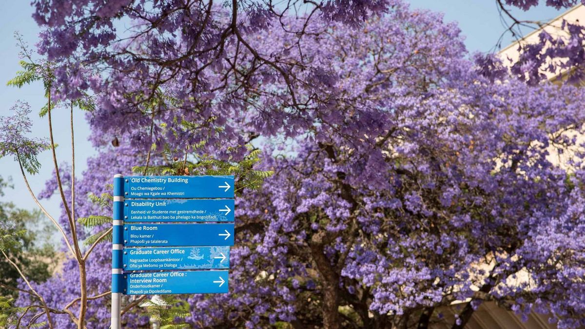 Blühende Jacaranda-Bäume auf dem Hatfield Campus der University of Pretoria. Lilafarbene Blüten vor blauem Himmel, Wegweiser zu Uni-Einrichtungen.