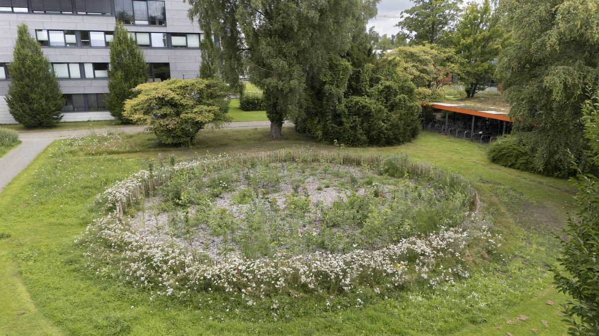 Natur, Beete, Campusgarten, Blühwiese, Streuobst, Bäume, Sträucher