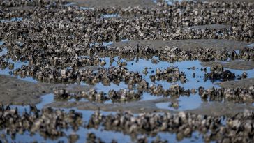 Foto des Wattenmeers: Ansammlungen von Austern, kleine Tümpel und Schlick bilden ein abwechlsungsreiches Mosaik.