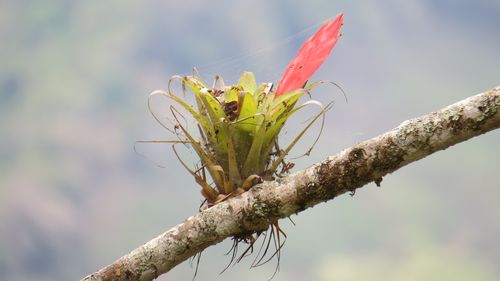 Close-up of a small bromeliad growing on a finger-thick branch.