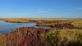 View of salt marshes and tidal creeks from the ground.