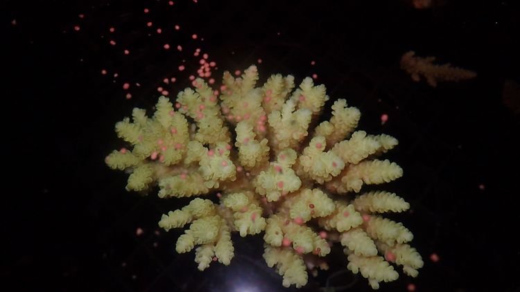 Acropora-Koralle beim Ablaichen
