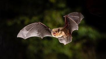 Close-up of a bat with outstretched wings in nature. 