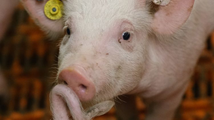 A piglet is sniffing the tail of another piglet.