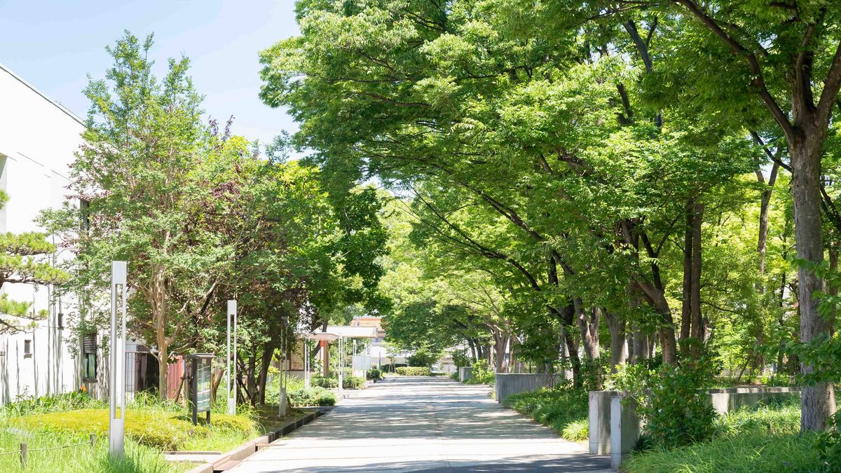 A tree-lined avenue on the campus of Osaka Metropolitan University.