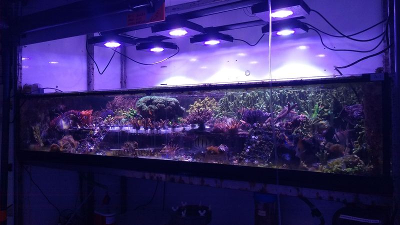 Kleines Aquarium mit Korallen