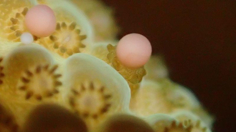 Das Bild zeigt Korallenpolypen, aus denen kleine rosa gefärbte Eier entweichen.