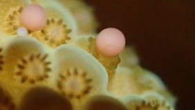 The picture shows coral polyps from which small pink-coloured eggs are emerging.