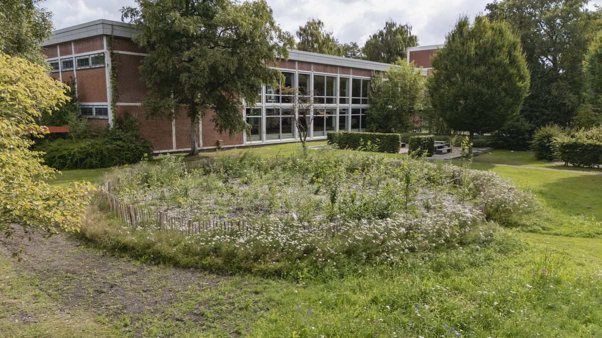 Ein Foto vom Tiny Forest im Sommer, Ansicht von der Seite.
