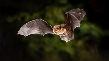 Das Bild zeigt eine Mückenfledermaus. Der Hintergrund ist Dunkel.