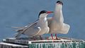 The picture shows two common terns. Visually, the birds resemble seagulls. They are sitting on a small platform and sunbathing.