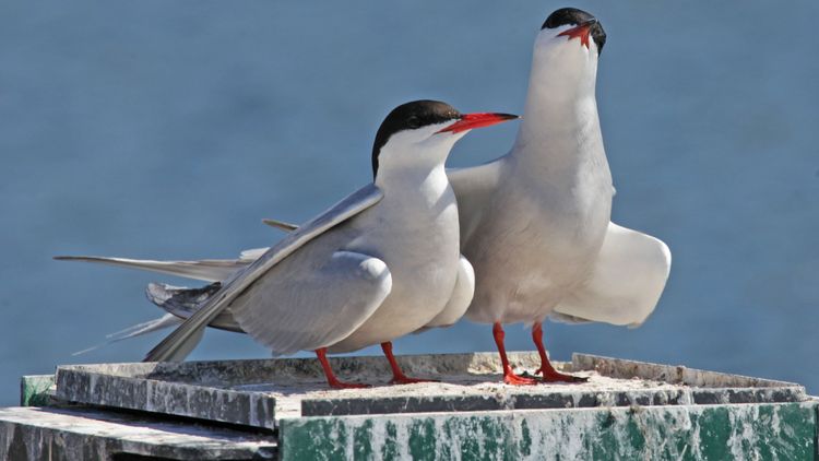 Das Bild zeigt zwei Flussseeschwalben. Die Vögel ähneln optisch Möwen. Sie sitzen auf einer kleinen Plattform und sonnen sich.