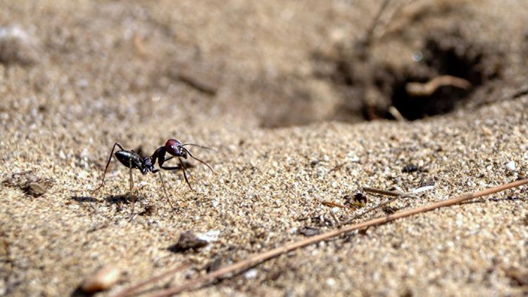 Close-up of an ant on sandy ground, with a hole in front of it.