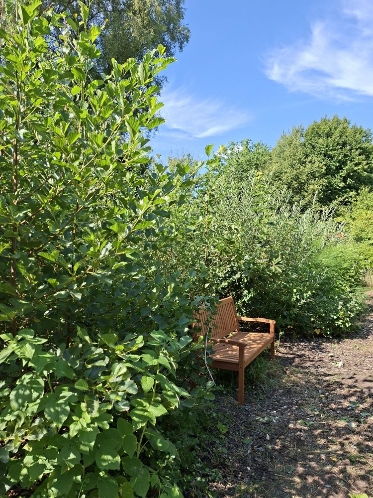 Foto einer Gartenbank an einem kleinen Pfad im Grünen.