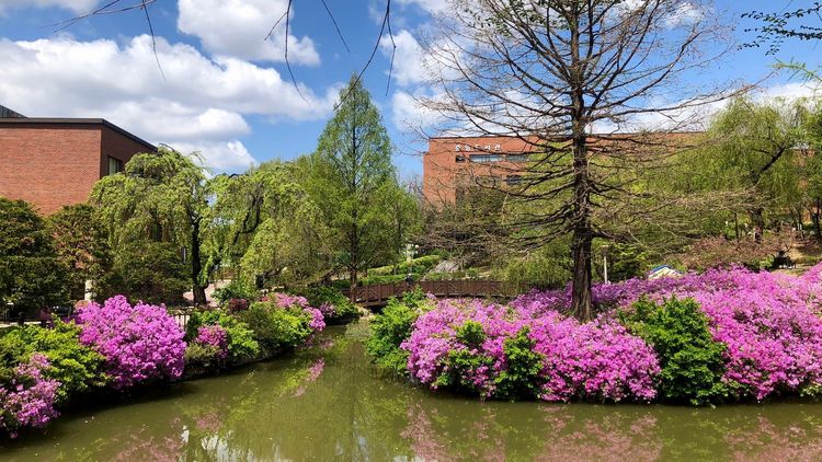 Frühling auf dem Campus der Universität in Seoul